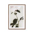 Picture of Romantic Blur Peony II _GroupedProduct_Rectangle_Portrait_Photography _GroupedProduct_Rectangle_Portrait_Framed_Matted_