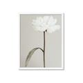 Picture of Romantic Blur Peony I _GroupedProduct_Rectangle_Portrait_Photography _GroupedProduct_Rectangle_Portrait_Framed_Matted_