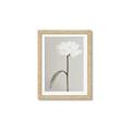 Picture of Romantic Blur Peony I _GroupedProduct_Rectangle_Portrait_Photography _GroupedProduct_Rectangle_Portrait_Framed_Matted_