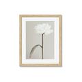 Picture of Romantic Blur Peony I _GroupedProduct_Rectangle_Portrait_Photography _GroupedProduct_Rectangle_Portrait_Framed_Matted_