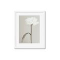 Picture of Romantic Blur Peony I _GroupedProduct_Rectangle_Portrait_Photography _GroupedProduct_Rectangle_Portrait_Framed_Matted_
