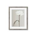 Picture of Romantic Blur Peony I _GroupedProduct_Rectangle_Portrait_Photography _GroupedProduct_Rectangle_Portrait_Framed_Matted_