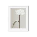 Picture of Romantic Blur Peony I _GroupedProduct_Rectangle_Portrait_Photography _GroupedProduct_Rectangle_Portrait_Framed_Matted_