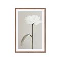 Picture of Romantic Blur Peony I _GroupedProduct_Rectangle_Portrait_Photography _GroupedProduct_Rectangle_Portrait_Framed_Matted_
