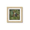 Picture of Tropical Paradise Toucan Bird _GroupedProduct_Square_Framed_Matted_