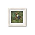 Picture of Tropical Paradise Toucan Bird _GroupedProduct_Square_Framed_Matted_