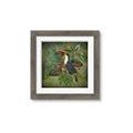 Picture of Tropical Paradise Toucan Bird _GroupedProduct_Square_Framed_Matted_