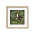 Picture of Tropical Paradise Toucan Bird _GroupedProduct_Square_Framed_Matted_