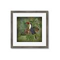 Picture of Tropical Paradise Toucan Bird _GroupedProduct_Square_Framed_Matted_