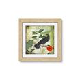 Picture of Tropical Paradise Birds Garden _GroupedProduct_Square_Framed_Matted_