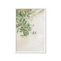 Picture of Few Olive Tree Leaves _GroupedProduct_Rectangle_Portrait_Photography _GroupedProduct_Rectangle_Portrait_Framed_Matted_