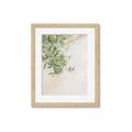 Picture of Few Olive Tree Leaves _GroupedProduct_Rectangle_Portrait_Photography _GroupedProduct_Rectangle_Portrait_Framed_Matted_