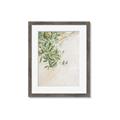 Picture of Few Olive Tree Leaves _GroupedProduct_Rectangle_Portrait_Photography _GroupedProduct_Rectangle_Portrait_Framed_Matted_