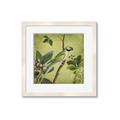 Picture of Vintage Tropical Birds I _GroupedProduct_Square_Framed_Matted_