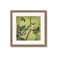 Picture of Vintage Tropical Birds I _GroupedProduct_Square_Framed_Matted_