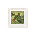 Picture of Vintage Tropical Birds II _GroupedProduct_Square_Framed_Matted_