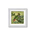 Picture of Vintage Tropical Birds II _GroupedProduct_Square_Framed_Matted_
