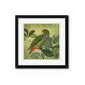 Picture of Vintage Tropical Birds II _GroupedProduct_Square_Framed_Matted_