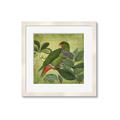 Picture of Vintage Tropical Birds II _GroupedProduct_Square_Framed_Matted_