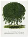 Picture of Kilmarnock Weeping Willow Tree Lithograph _GroupedProduct_Rectangle_Portrait_Unframed_Print_Only_