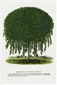 Picture of Kilmarnock Weeping Willow Tree Lithograph _GroupedProduct_Rectangle_Portrait_Unframed_Print_Only_