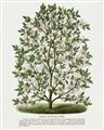 Picture of Hardy Magnolia Tree Lithograph _GroupedProduct_Rectangle_Portrait_Unframed_Print_Only_