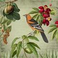 Picture of Tangerine Vintage Bird _GroupedProduct_Square_Unframed_Print_Only_