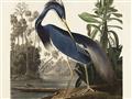 Picture of Vintage Heron Bird _GroupedProduct_Rectangle_Landscape_Unframed_Print_Only_
