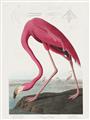 Picture of Vintage Pink Flamingo _GroupedProduct_Rectangle_Portrait_Unframed_Print_Only_