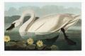 Picture of Vintage Floating White Swan _GroupedProduct_Rectangle_Landscape_Unframed_Print_Only_