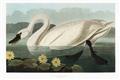 Picture of Vintage Floating White Swan _GroupedProduct_Rectangle_Landscape_Unframed_Print_Only_