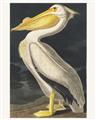 Picture of Vintage White Pelican _GroupedProduct_Rectangle_Portrait_Unframed_Print_Only_