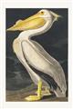 Picture of Vintage White Pelican _GroupedProduct_Rectangle_Portrait_Unframed_Print_Only_