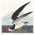 Picture of Black Skimmer From Birds of America (1827) _GroupedProduct_Square_Unframed_Print_Only_