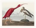 Picture of Vintage Scarlet Ibis Bird _GroupedProduct_Rectangle_Landscape_Unframed_Print_Only_