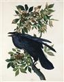 Picture of Raven From Birds of America (1827) _GroupedProduct_Rectangle_Portrait_Unframed_Print_Only_