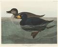 Picture of Vintage Scoter Duck _GroupedProduct_Rectangle_Landscape_Unframed_Print_Only_