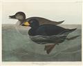Picture of Vintage Scoter Duck _GroupedProduct_Rectangle_Landscape_Unframed_Print_Only_