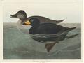 Picture of Vintage Scoter Duck _GroupedProduct_Rectangle_Landscape_Unframed_Print_Only_