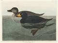 Picture of Vintage Scoter Duck _GroupedProduct_Rectangle_Landscape_Unframed_Print_Only_