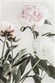 Picture of Romantic Blur Peony V _GroupedProduct_Rectangle_Portrait_Photography _GroupedProduct_Rectangle_Portrait_Unframed_Print_Only_