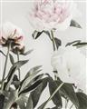 Picture of Romantic Blur Peony V _GroupedProduct_Rectangle_Portrait_Photography _GroupedProduct_Rectangle_Portrait_Unframed_Print_Only_