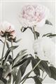 Picture of Romantic Blur Peony V _GroupedProduct_Rectangle_Portrait_Photography _GroupedProduct_Rectangle_Portrait_Unframed_Print_Only_