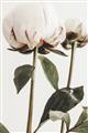 Picture of Romantic Blur Peony IV _GroupedProduct_Rectangle_Portrait_Photography _GroupedProduct_Rectangle_Portrait_Unframed_Print_Only_