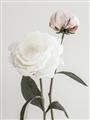 Picture of Romantic Blur Peony III _GroupedProduct_Rectangle_Portrait_Photography _GroupedProduct_Rectangle_Portrait_Unframed_Print_Only_