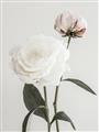 Picture of Romantic Blur Peony III _GroupedProduct_Rectangle_Portrait_Photography _GroupedProduct_Rectangle_Portrait_Unframed_Print_Only_