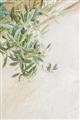 Picture of Few Olive Tree Leaves _GroupedProduct_Rectangle_Portrait_Photography _GroupedProduct_Rectangle_Portrait_Unframed_Print_Only_