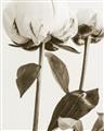 Picture of Romantic Blur Peony IV _GroupedProduct_Rectangle_Portrait_Photography _GroupedProduct_Rectangle_Portrait_Unframed_Print_Only_