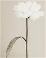 Picture of Romantic Blur Peony I _GroupedProduct_Rectangle_Portrait_Photography _GroupedProduct_Rectangle_Portrait_Unframed_Print_Only_