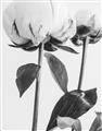 Picture of Romantic Blur Peony IV _GroupedProduct_Rectangle_Portrait_Photography _GroupedProduct_Rectangle_Portrait_Unframed_Print_Only_